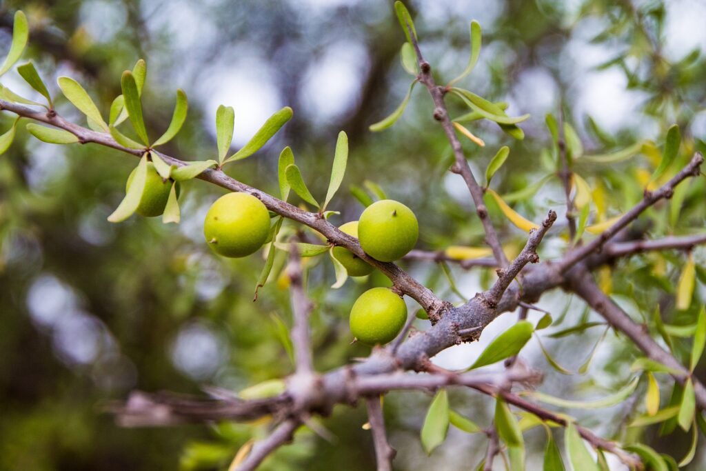 Amazing Ways Argan Oil Impact Moroccan Society