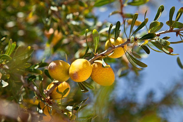 Argan oil industry in Morocco