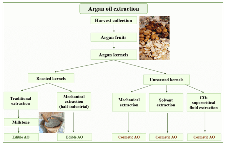 The Role of Technology in Enhancing Efficiency in Argan Oil Cooperative Operations