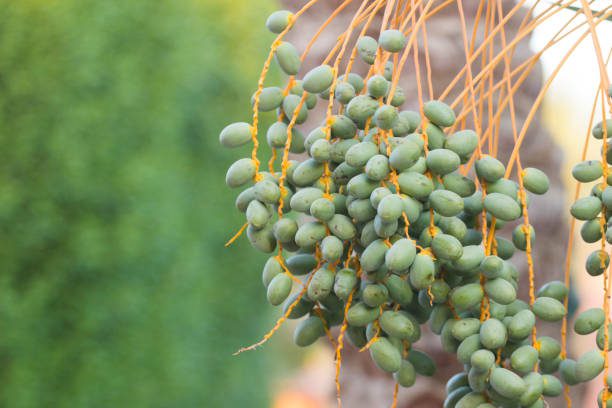 Sustainability of Argan Oil Harvesting